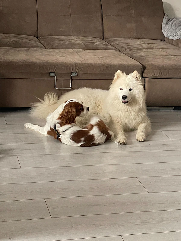 Pet Photo