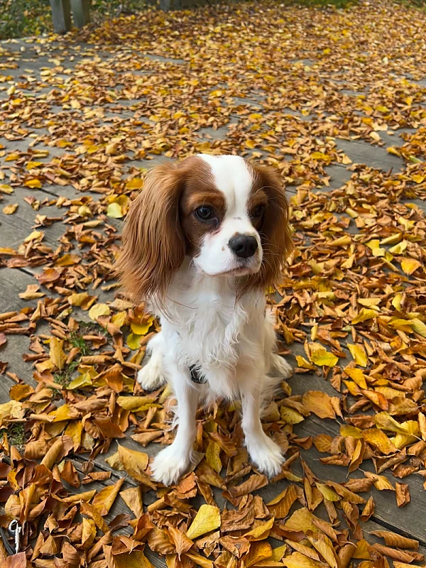 Niki Veček's image 1