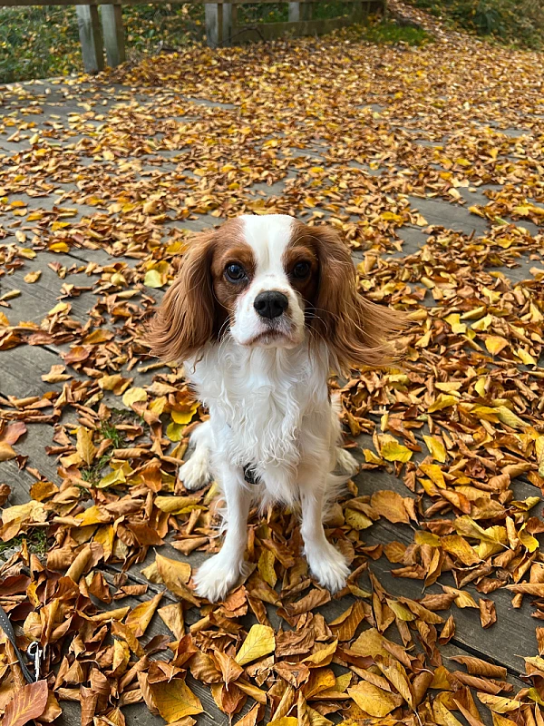 Niki Veček's image 2