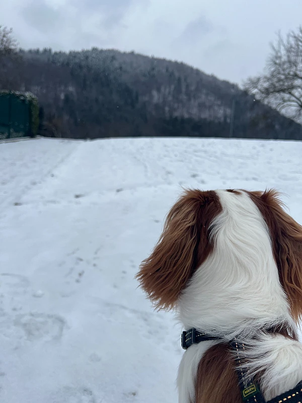 Niki Veček's image 1