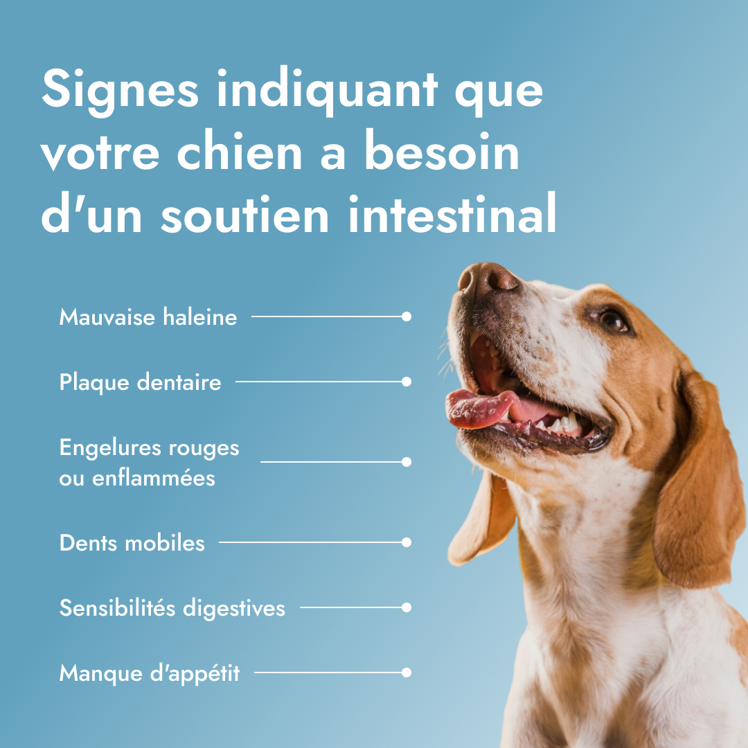 Dental PetBiotics