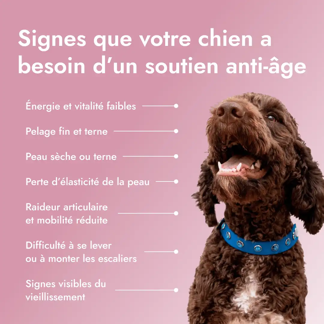 Pawse Aging Collagen