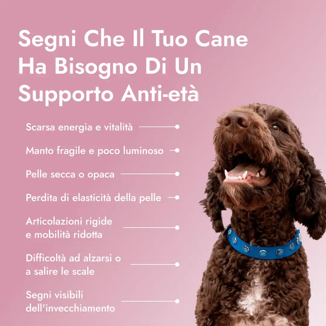 Pawse Aging Collagen