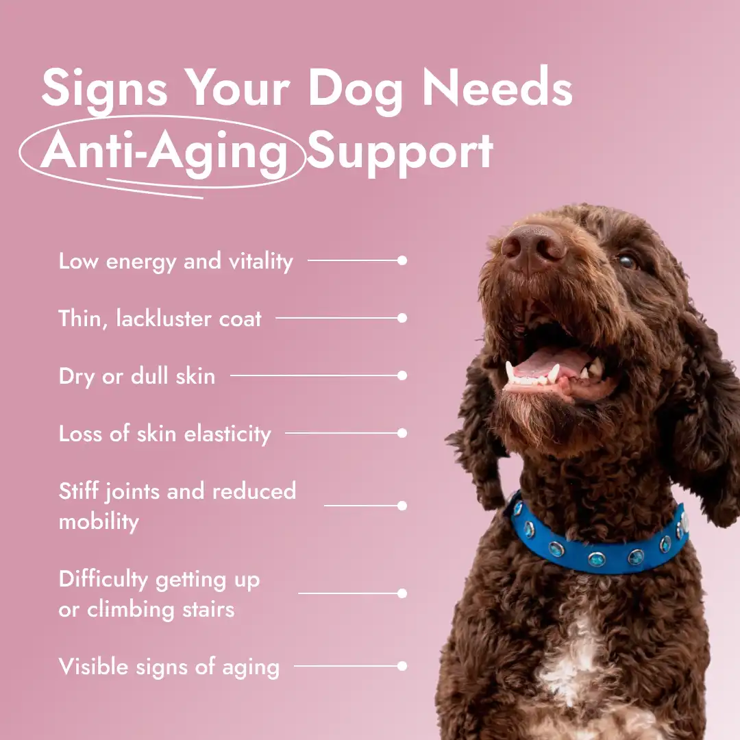 Pawse Aging Collagen