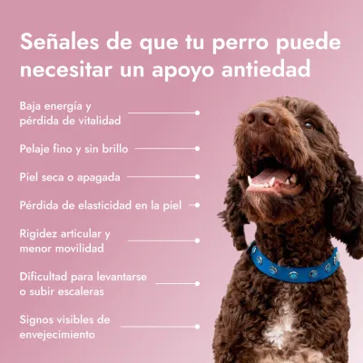 Pawse Aging Collagen