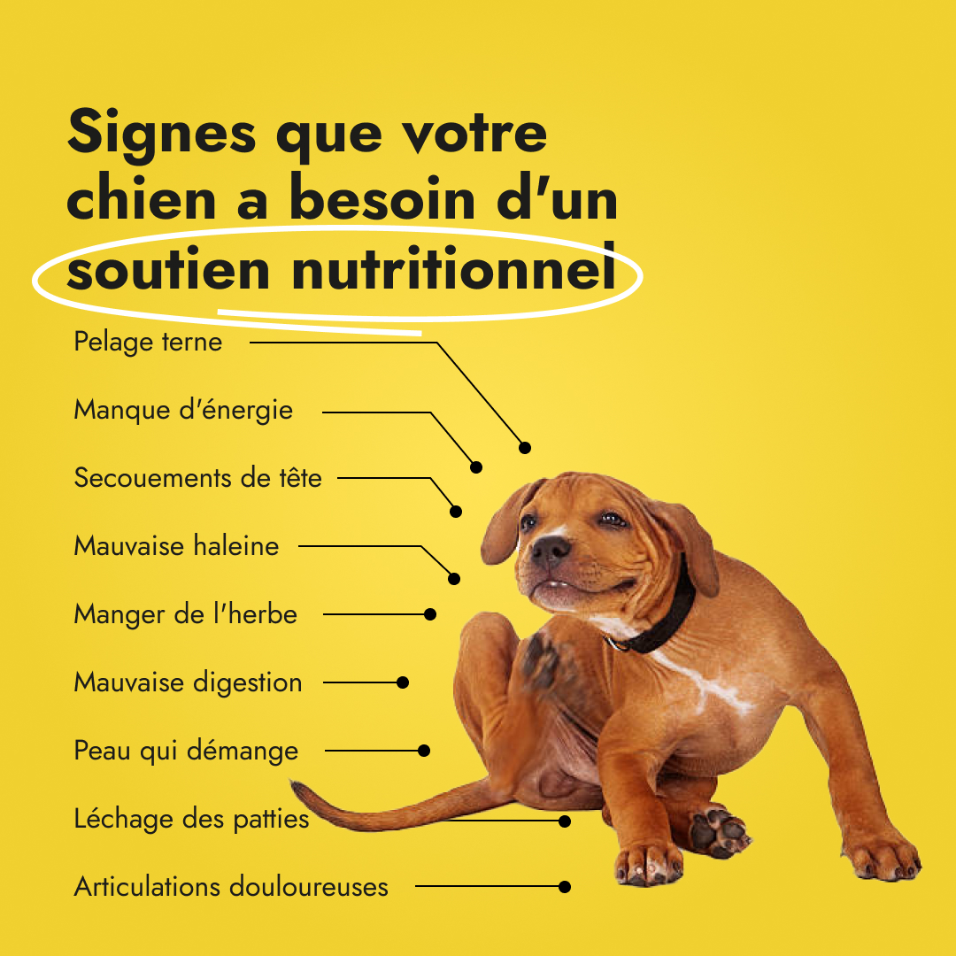 Canine Booster