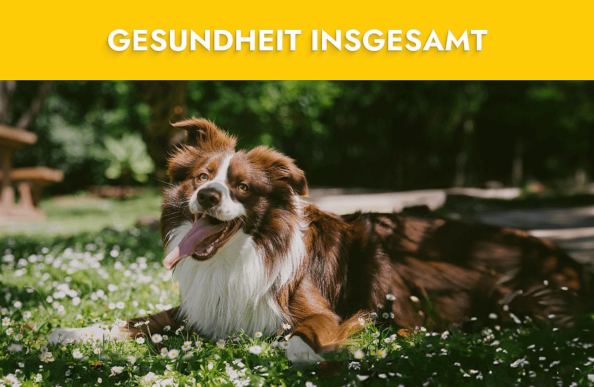 Gesundheit insgesamt Mobile Banner