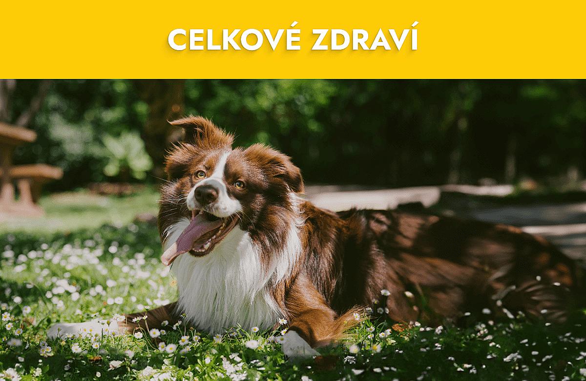 Celkové zdraví Mobile Banner