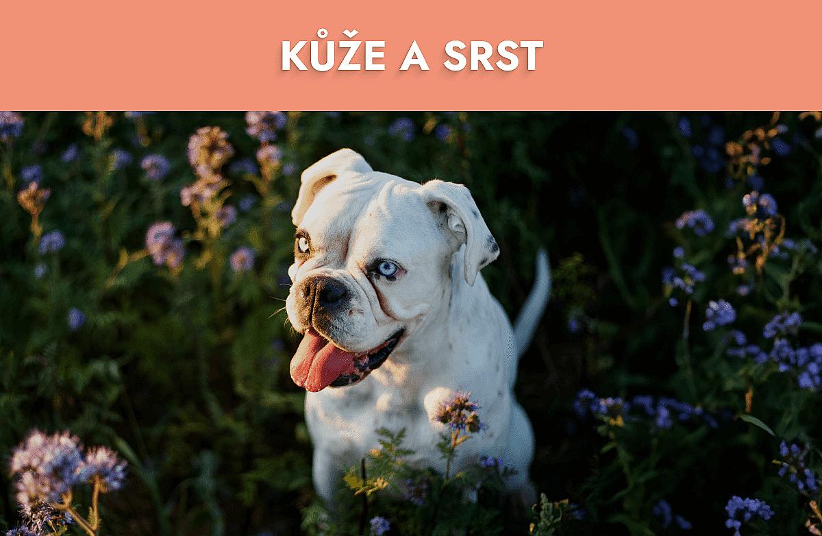 Kůže a srst Mobile Banner