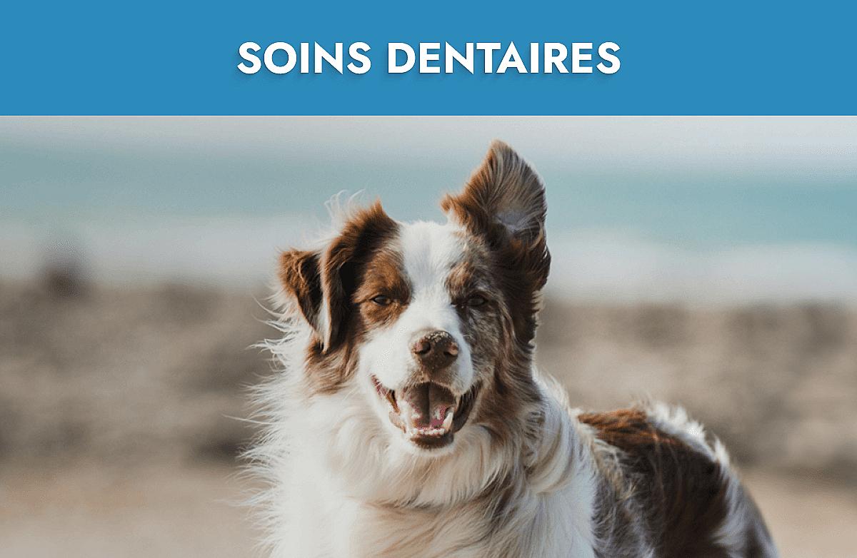Soins dentaires Mobile Banner