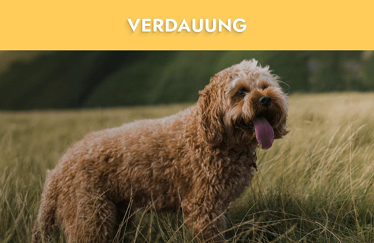 Verdauung Mobile Banner