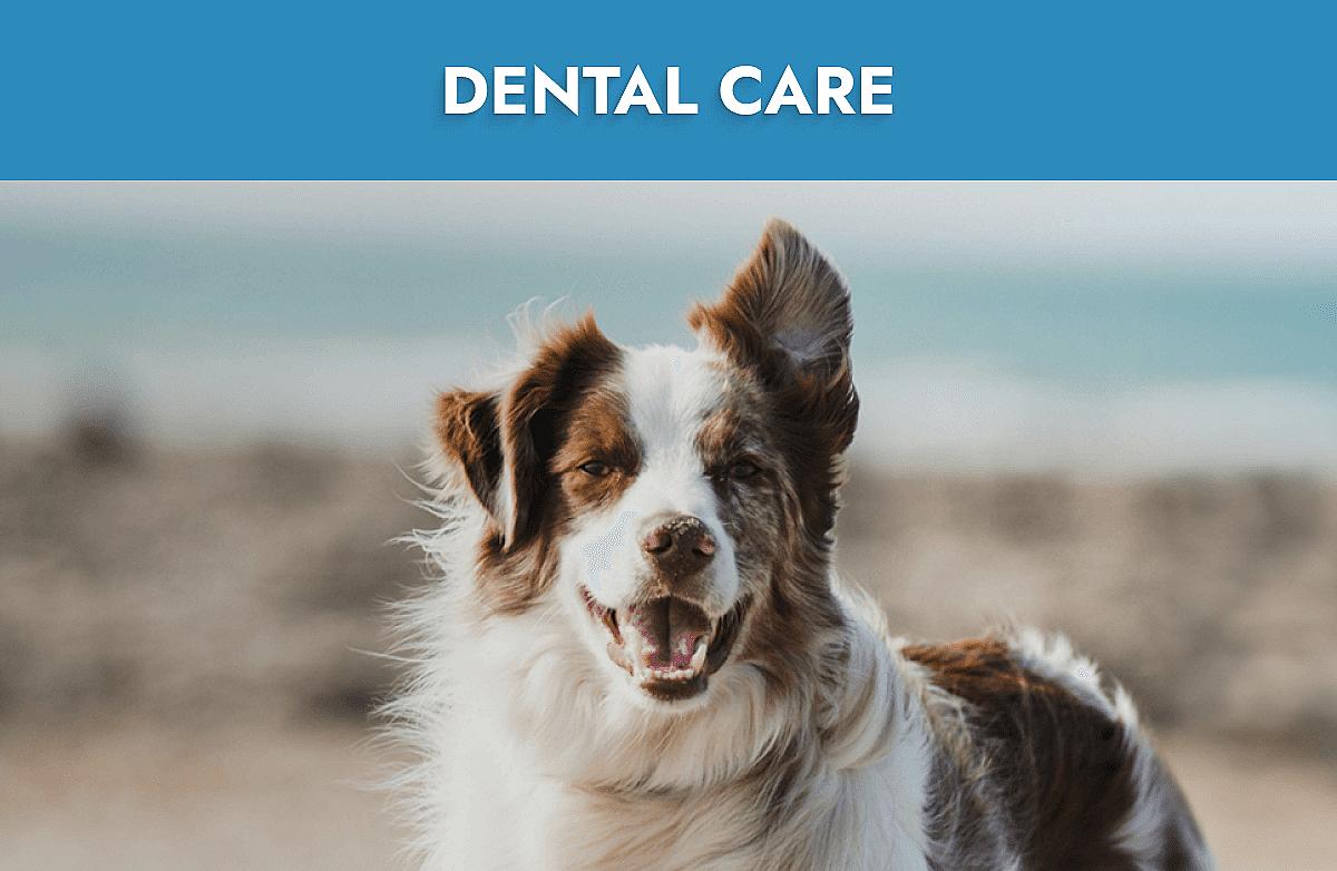 Dental Care Mobile Banner