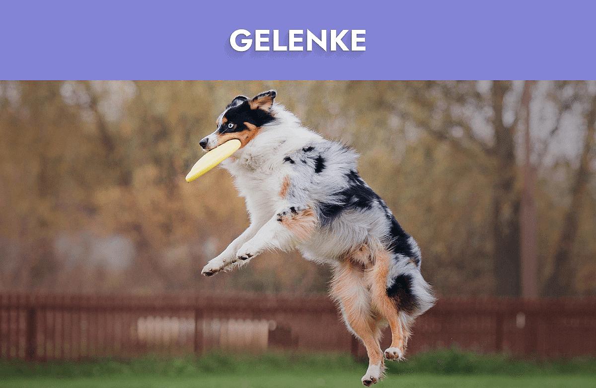 Gelenke Mobile Banner