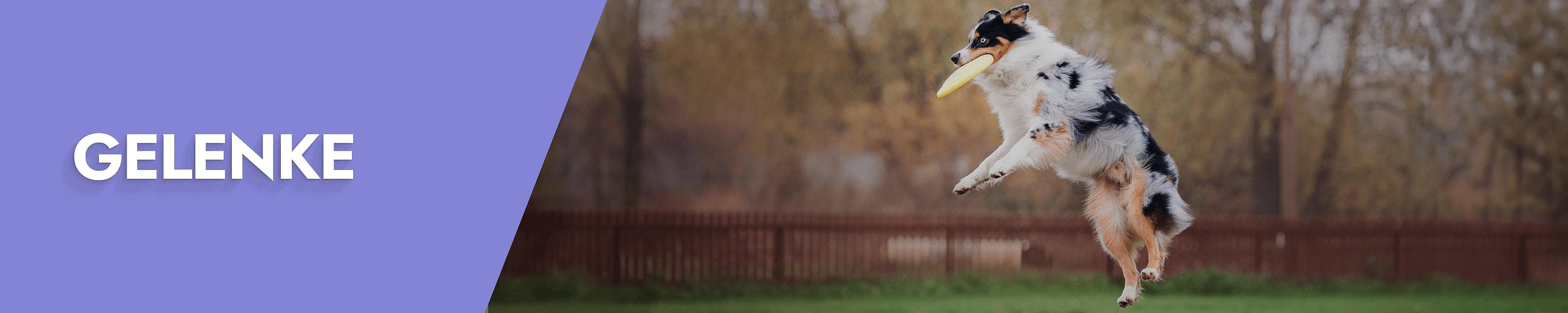 Gelenke Desktop Banner
