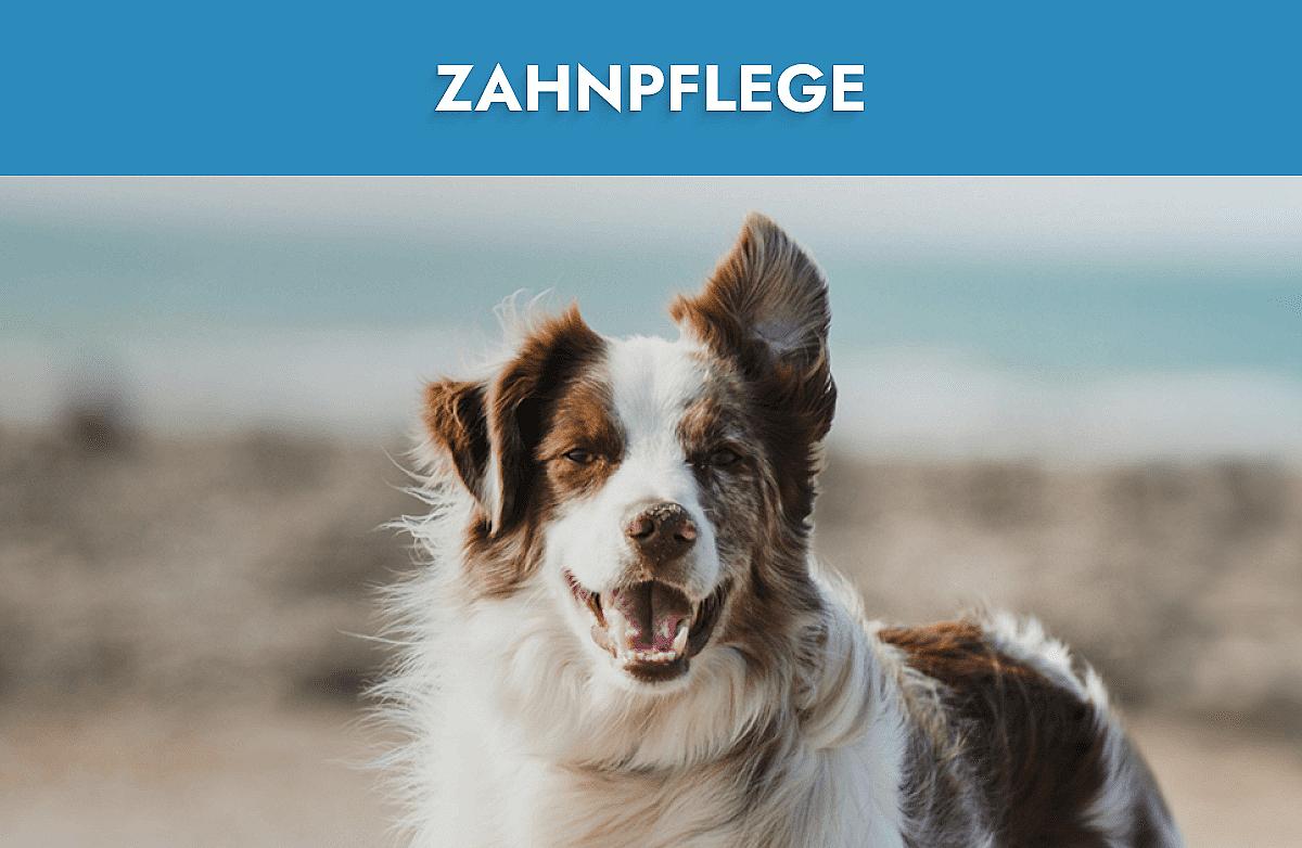 Zahnpflege Mobile Banner
